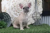 Wilma, a female French Bulldog for sale in Charm, OH – 8 of 9