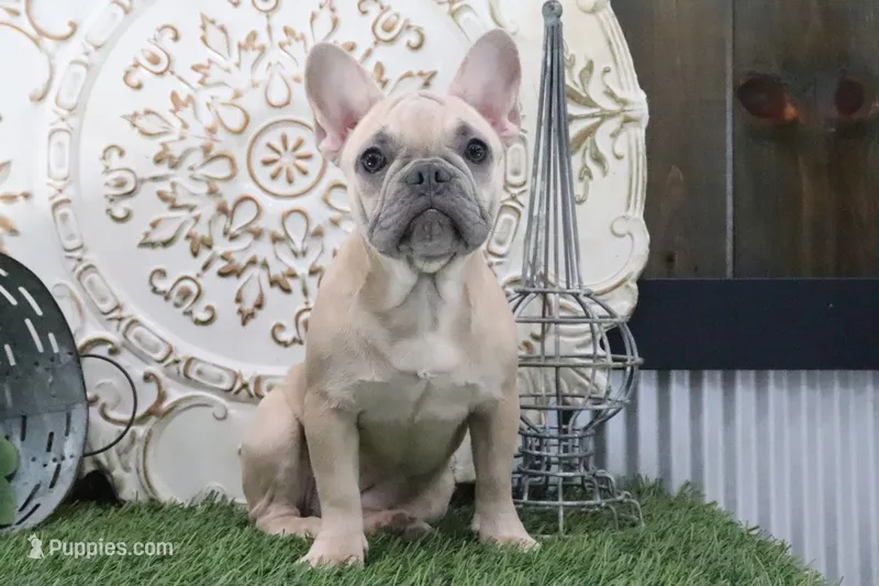 Frances – French Bulldog puppy for sale in Charm, OH
