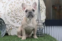 Frances, a female French Bulldog for sale in Charm, OH – 1 of 4
