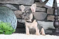 Snickers, a male French Bulldog for sale in Charm, OH – 3 of 7