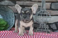 Snickers, a male French Bulldog for sale in Charm, OH – 3 of 5