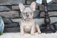 Sparky, a male French Bulldog for sale in Charm, OH – 4 of 6