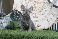 Flo, a male French Bulldog for sale in Charm, OH – 6 of 6
