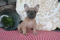 Fletcher, a male French Bulldog for sale in Charm, OH – 9 of 10