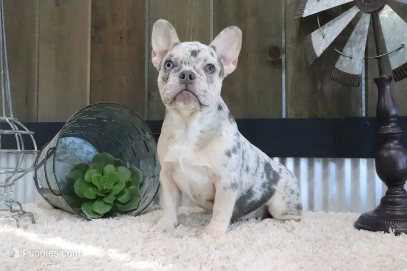 Mitzy – French Bulldog puppy for sale in Charm, OH