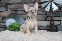 Sparky, a male French Bulldog for sale in Charm, OH – 3 of 6