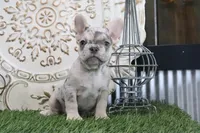 Milo, a female French Bulldog for sale in Charm, OH – 3 of 4