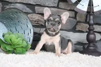 Snickers, a male French Bulldog for sale in Charm, OH – 6 of 7