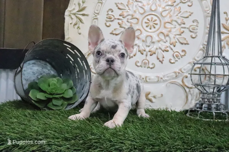 Mitzy – French Bulldog puppy for sale in Charm, OH