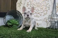 Mitzy, a female French Bulldog for sale in Charm, OH – 1 of 5