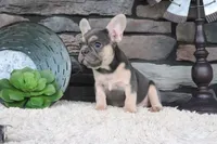 Snickers, a male French Bulldog for sale in Charm, OH – 2 of 7