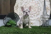 Mitzy, a female French Bulldog for sale in Charm, OH – 4 of 5