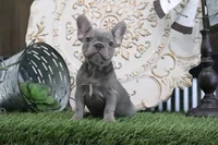 Flo, a male French Bulldog for sale in Charm, OH – 2 of 6