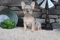Sparky, a male French Bulldog for sale in Charm, OH – 2 of 6