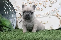 Frances, a male French Bulldog for sale in Charm, OH – 2 of 6