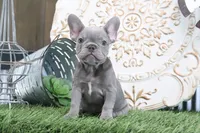 Flo, a male French Bulldog for sale in Charm, OH – 3 of 6