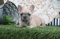 Frances, a male French Bulldog for sale in Charm, OH – 5 of 5