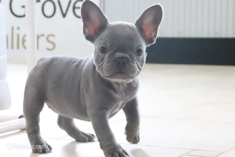 Flo – French Bulldog puppy for sale in Charm, OH