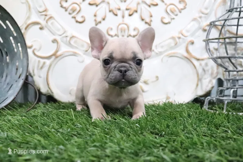 Winna – French Bulldog puppy for sale in Charm, OH