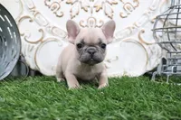 Winna, a female French Bulldog for sale in Charm, OH – 1 of 5