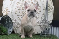 Frances, a female French Bulldog for sale in Charm, OH – 2 of 4