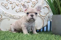 Mitzy, a female French Bulldog for sale in Charm, OH – Photo 5 of 8