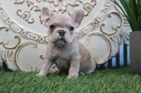 Mitzy, a female French Bulldog for sale in Charm, OH – Photo 3 of 8