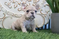 Mitzy, a female French Bulldog for sale in Charm, OH – Photo 2 of 8