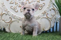 Mitzy, a female French Bulldog for sale in Charm, OH – Photo 6 of 8