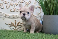 Mitzy, a female French Bulldog for sale in Charm, OH – Photo 8 of 8