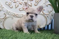Mitzy, a female French Bulldog for sale in Charm, OH – Photo 4 of 8
