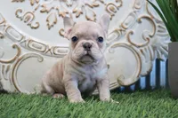 Mitzy, a female French Bulldog for sale in Charm, OH – Photo 7 of 8