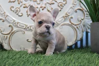 Mitzy, a female French Bulldog for sale in Charm, OH – Photo 1 of 8