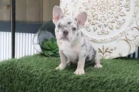 Mitzy, a female French Bulldog for sale in Charm, OH – 6 of 6