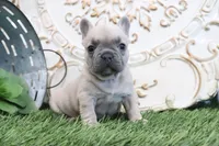 Frances, a male French Bulldog for sale in Charm, OH – 3 of 6