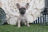 Willow, a female French Bulldog for sale in Charm, OH – 2 of 5