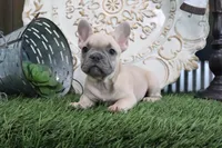 Frances, a male French Bulldog for sale in Charm, OH – 4 of 5