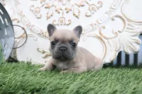 Fletcher, a male French Bulldog for sale in Charm, OH – 3 of 6