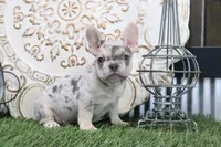 Milo, a female French Bulldog for sale in Charm, OH – 2 of 4