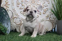 Myra, a female French Bulldog for sale in Charm, OH – Photo 2 of 4
