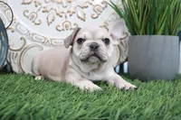 Myra, a female French Bulldog for sale in Charm, OH – Photo 3 of 4