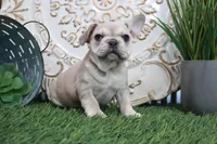 Myra, a female French Bulldog for sale in Charm, OH – Photo 1 of 4