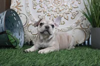 Myra, a female French Bulldog for sale in Charm, OH – Photo 4 of 4