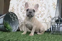 Frances, a male French Bulldog for sale in Charm, OH – 2 of 4