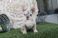 Mitzy, a female French Bulldog for sale in Charm, OH – 4 of 6