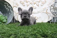 Wylie, a male French Bulldog for sale in Charm, OH – 3 of 6