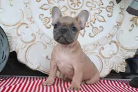 Fletcher, a male French Bulldog for sale in Charm, OH – 10 of 10