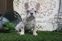 Mitzy, a female French Bulldog for sale in Charm, OH – 2 of 5