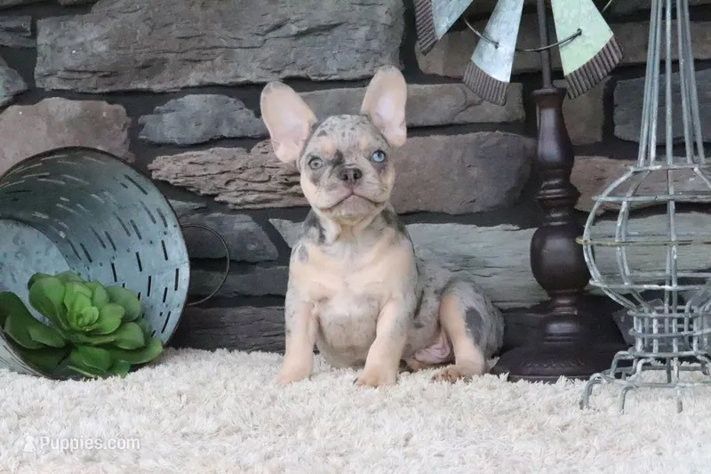 Sparky – French Bulldog puppy for sale in Charm, OH