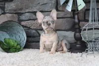 Sparky, a male French Bulldog for sale in Charm, OH – 1 of 6